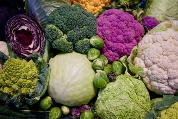 Cabbage